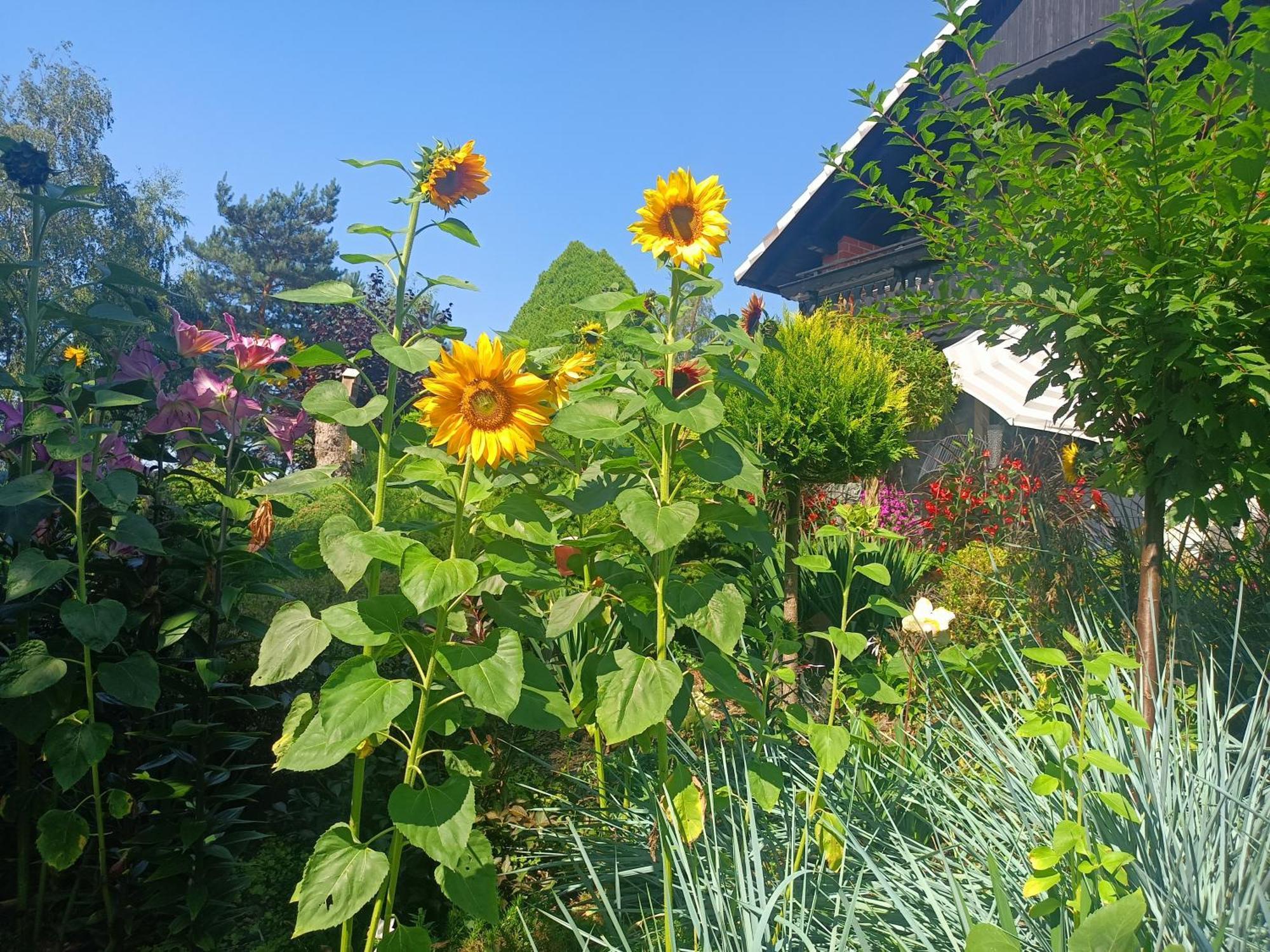 Hortus Apartament Z Klimatyzacja Boleslawiec  Exteriör bild